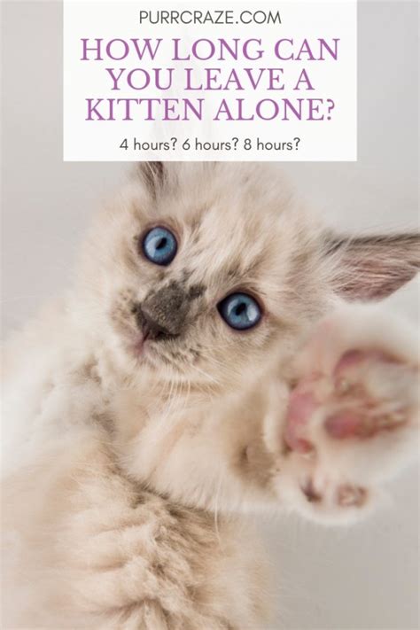 how to leave a kitten home alone
