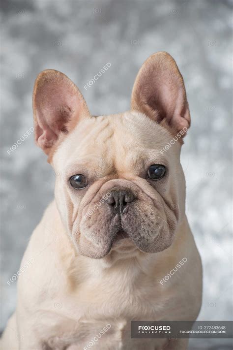 All White French Bulldog