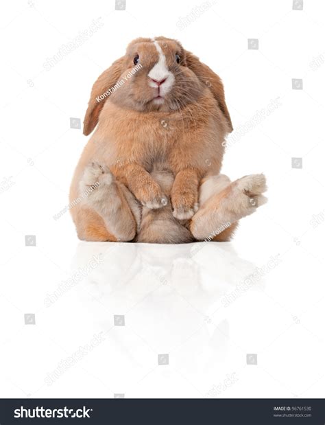 830 Easter bunny fat Stock Photos, Images & Photography | Shutterstock