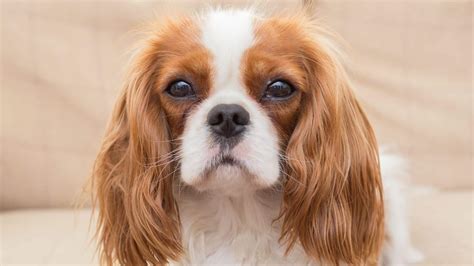 dog breed guide  cavalier king charles spaniel