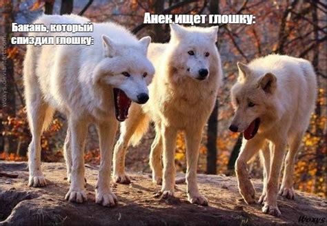 laughing wolves - Create meme / Meme Generator - Meme-arsenal.com