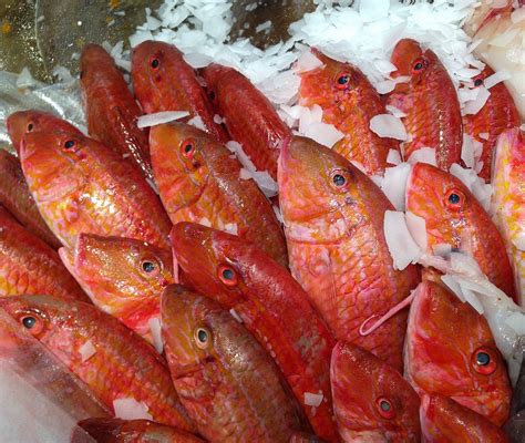 Fish Red Mullet - Free photo on Pixabay - Pixabay