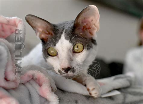 Cornish Rex