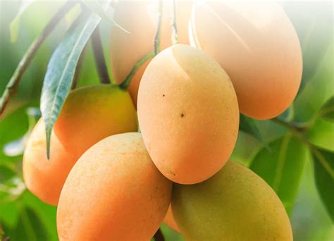 grow  mango farming game  guide