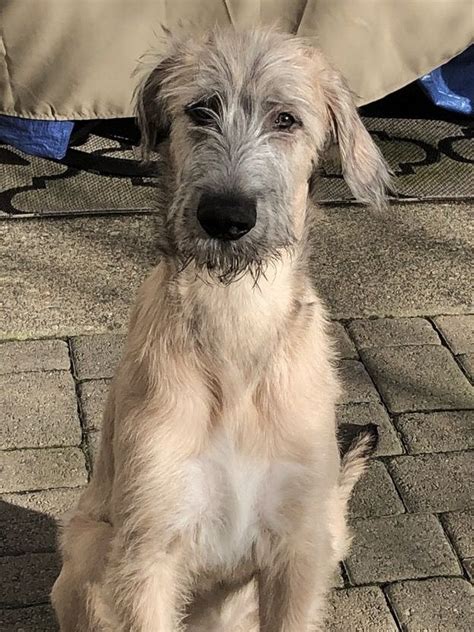 Pin de tina en Irish wolfhound