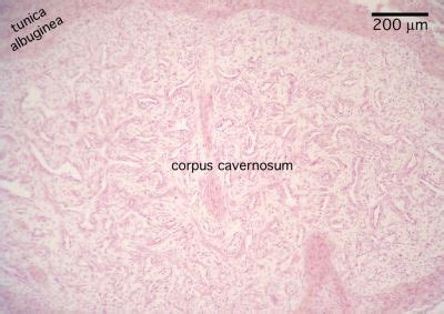 male genitalia histology corpus cavernosum labels histology