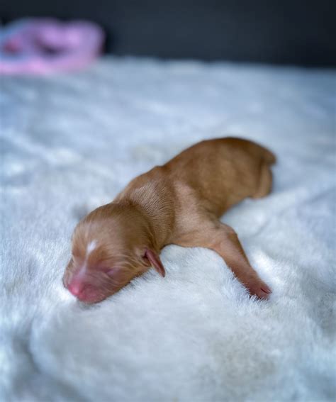 Aussaliers - AVAILABLE PUPPIES