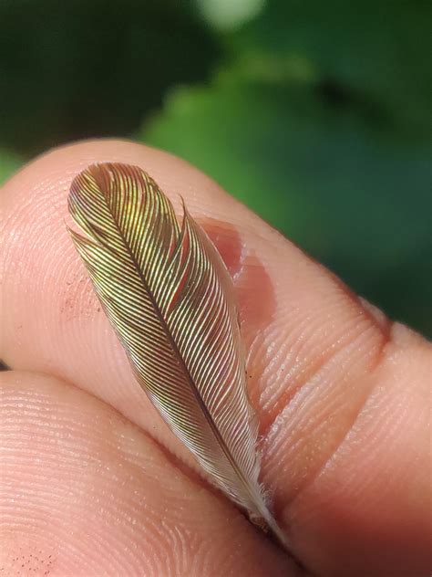 🔥 I stumbled across this hummingbird feather. Maybe a sign of good luck ...