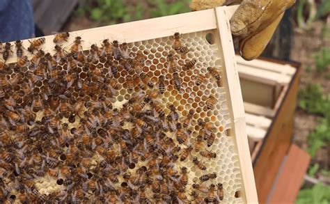 How to Keep Bees Happy in Winter - Melbourne Beehives