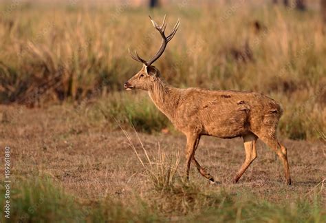 Barasingha deer in the nature habitat in India. Beautiful and big deers ...