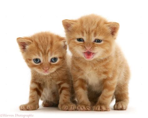 giant red tabby cat scrappere