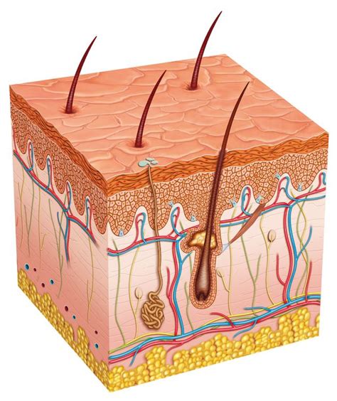 Streptococcus Skin