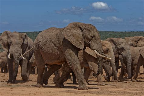 Саванный слон, Loxodonta africana, African Savanna Elephan… | Flickr