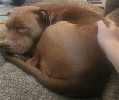 I wish I could explain to him why he can't go outside alot rn : r