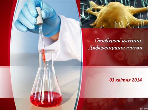 Стовбурові клітини. Диференціація клітин - презентация онлайн