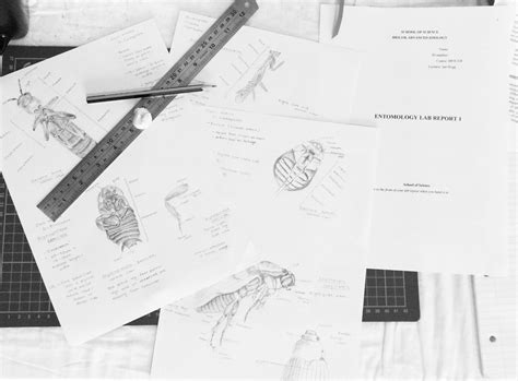 Entomology Laboratory Report | Entomology, Doodles, Doodling
