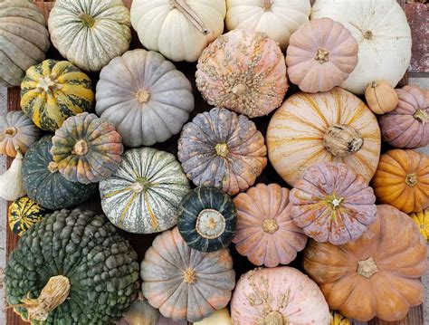 types  squash names