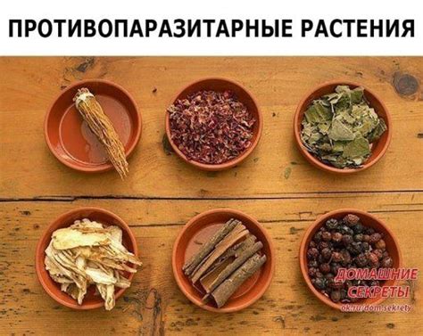 Домохозяйки | Здоровье, Кулинария, Целебные травы