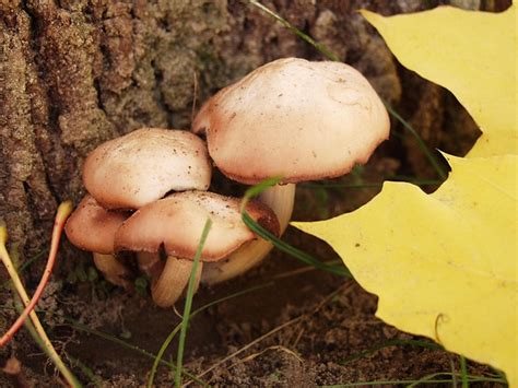 Mushrooms Light Brown Tree - Free photo on Pixabay - Pixabay