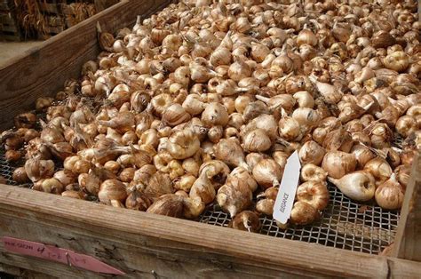Фрезия: посадка и уход в открытом грунте, виды и сорта с фото