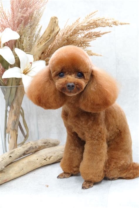 トイプードルの耳長めテディベアカット ︎東京都大田区のトリミングサロンDEAR DOGS