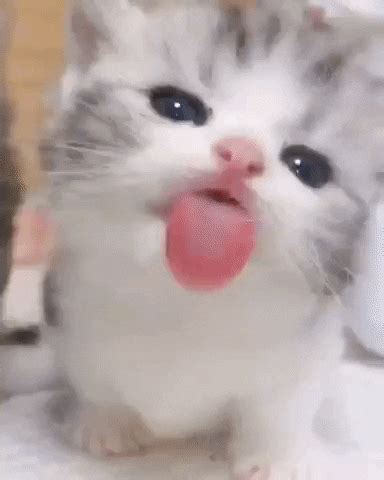 Kitten Kisses : r/AnimalsBeingStrange
