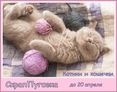 Открытка с котом - Креативный скрапбукинг