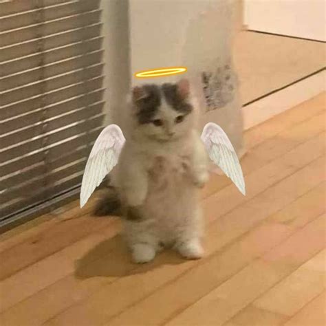 79+ Aesthetic Cat Profile Picture Meme