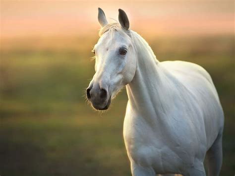 White Horse