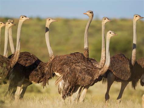 Female Ostriches (Male vs Female Identification) | Birdfact