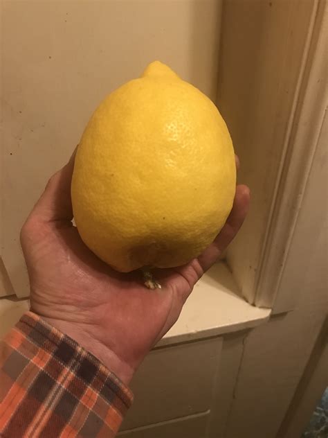 Lemon tree - full size or dwarf? | DIY Home Improvement Forum
