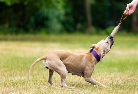 Premium Photo | Training of puppy pitbull on the training center outside