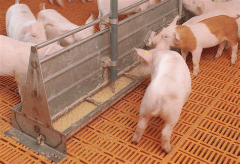 Содержание свиней для разных конечных продуктов: правильный корм для ...