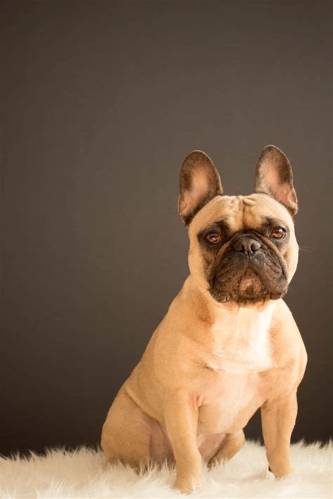 [100+] French Bulldog Wallpapers | Wallpapers.com