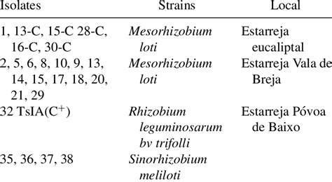 Rhizobia strains used in the study | Download Table
