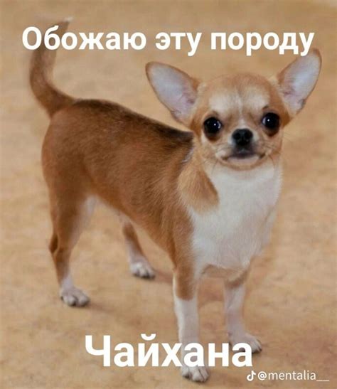 Обожаю это (Это же мой любимый) - мем где коверкают слова