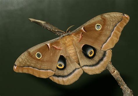 National Moth Week: Daytime Moth Hike - Visit Findlay