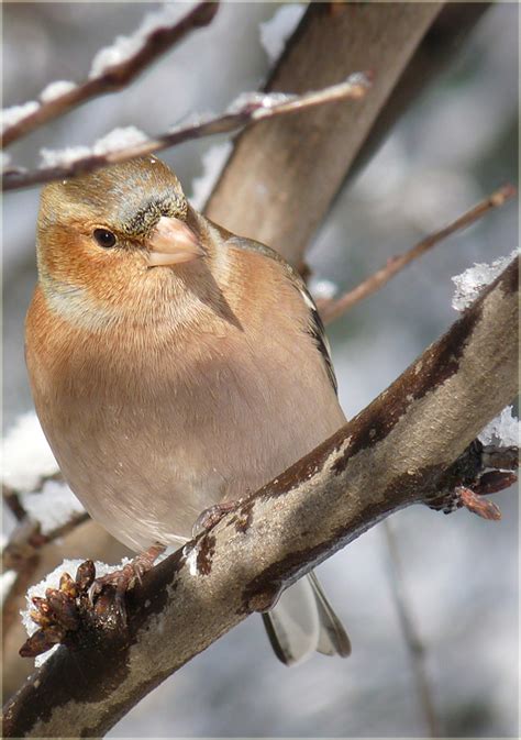 Обикновена чинка | Author silvia kostadinova - sylvia.lilova | PHOTO FORUM