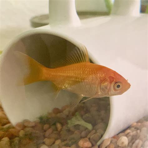 how to tell if a goldfish is male or female 5