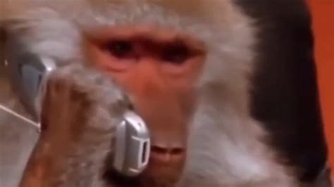 угу угу угу 🐵 - YouTube