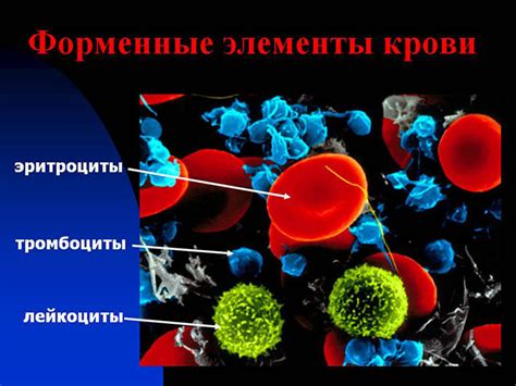 Эритроциты в моче что это значит: нормы, причины и факторы
