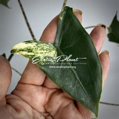 Alocasia zebrina variegated - exoticplantshop.org