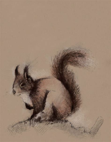 Red squirrel | SeanBriggs | Blog illustrations, Squirrel, Red squirrel