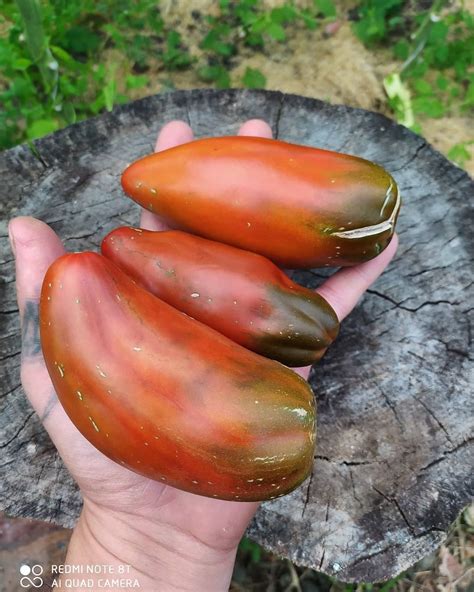 Кубинский перцевидный сорт томата – купить за 80 ₽ | Freshtomat.ru