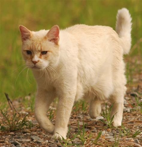 Letters from Shenanigan Valley Idaho: Pussy Willows and Cats