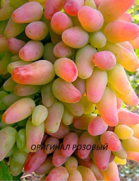 виноград Оригинал розовый Сладкие сорта винограда | Grapes, Fruit, Wino