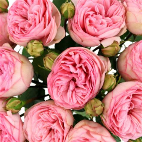 Rose Bridal Piano