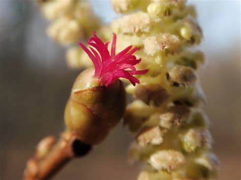 Corylus avellana ll by Lingha on DeviantArt
