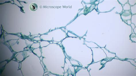 Microscope World Blog: Plant Cell Images from Student Microscope