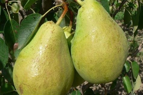 Груша Лучистая: описание и характеристики сорта, особенности посадки и ...